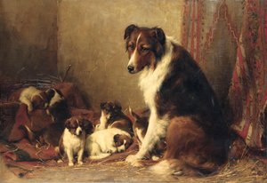 Yavrularıyla birlikte bir Collie