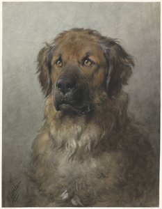Leonberger Başkanı Önden Leonberger Başkanı