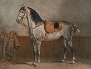 lipizzaner