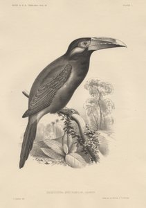 Selenidera Spectabilis, lito, Bowen und Co., 1850 by Otto Koehler