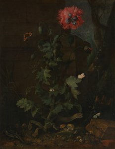 Haşhaş, Böcekler ve Sürüngenlerle Natürmort, ca. 1670.