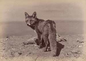 [Fox], 1886. by Ottomar Anschütz