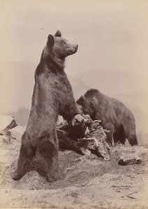 [İki Ayı], 1889. by Ottomar Anschütz