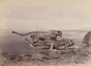 [İki Çita], 1888. by Ottomar Anschütz