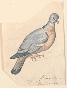 Bir yüzük güvercini. by P.C. Skovgaard