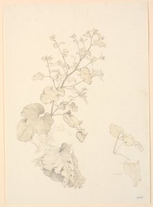 Çalı bitkileri. by P.C. Skovgaard
