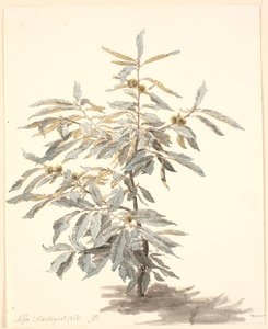 Küçük bir kestane ağacının incelenmesi by P.C. Skovgaard
