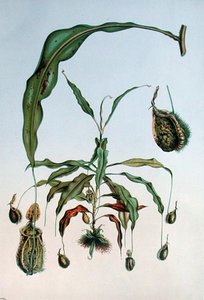 Nepenthes Hookeriana, E. Alphano tarafından 