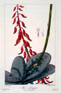 Aloe dili, bar. 1836. by Panacre Bessa