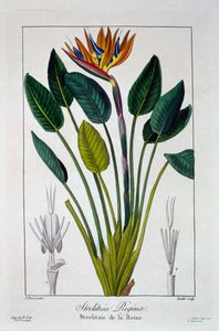 Cennet Kuşu veya Turna Çiçeği, pub. 1836.