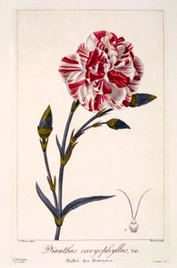 Dianthus caryophyllus, pub. 1836. by Panacre Bessa