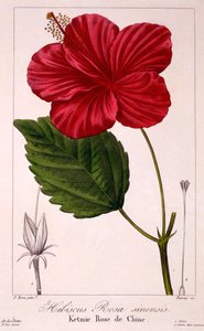 Ebegümeci: H. rosa-sinensis, pub. 1836.