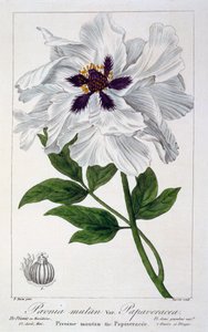 Paeonia Suffruticosa, pub. 1836. by Panacre Bessa