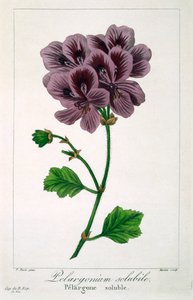 Pelargonium, pub. 1836 by Panacre Bessa