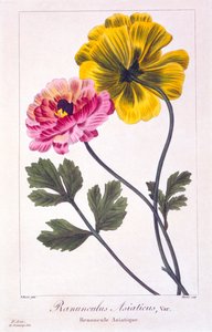 Farsça Buttercup, pub. 1836. by Panacre Bessa