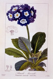 Primula auricula, pub. 1836