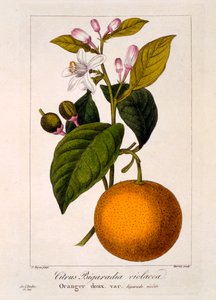 Tatlı Portakal: Citrus sinensis var: Bigaradia violacea, pub. 1836