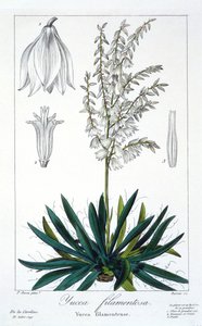Yucca filamentosa, pub. 1836. by Panacre Bessa