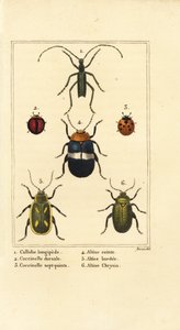 Callidium longipes 1, ladybirds, Jauravia dorsalis 2, Coccinella septempunctata 3, pire böcekleri, Altica cincta 4, Altica emarginata 5 ve Altica chrysis 6 by Pancrace (after) Bessa