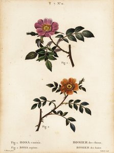 Köpek gülü, Rosa canina, Rosier des Chiens 1 ve küçük yapraklı tatlı yaban mersini, Rosa sepium, Rosa agrestis, Rosier des Haies 2 by Pancrace (after) Bessa