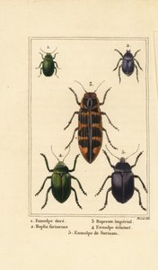 Dogbane böceği, Chrysochus auratus 1, Hoplia argentea 2, banksia mücevher böceği, Cyrioides Imperialis 3, Eumolpus fulgidus 4 ve Eumolpus surinamensis 5 by Pancrace (after) Bessa