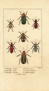 Yaprak böcekleri, Galeruca türleri 1, Aulacophora analis 2, Cyclotrypema furcata 3, Donacia vittata 4, yassı kabuk böceği, Cucujus clavipes 5, Pyrrhidium sanguineum 6 ve Chlorophorus varius 7 by Pancrace (after) Bessa