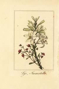 Zambak ve kırmızı sonsuz, Lys ve ölümsüz, beyaz zambak ve kanlı Helichrysum by Pancrace (after) Bessa