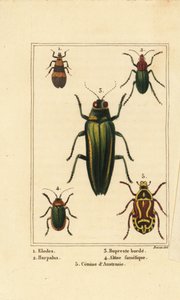 Bataklık böceği, Elodes 1, Harpalus böceği 2, mücevher böceği, Buprestis 3, pire böceği, Altica famalica 4 ve gül reşo, Cetonia türleri 5 by Pancrace (after) Bessa