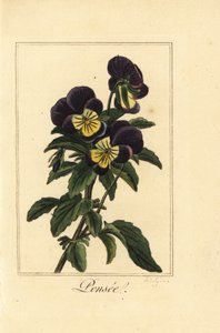 Hercai Menekşe, pensee, Viola tricolor var by Pancrace (after) Bessa