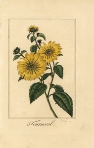 Ayçiçeği, tournesol, Helianthus annuus by Pancrace (after) Bessa