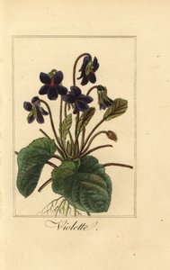 Tatlı menekşe, Menekşe, Viola odorata by Pancrace (after) Bessa