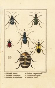 Kaplan böcekleri, Cicindela sinuata 1, Cicindela campestris 2, Cicindela sexguttata 3, Nitidula sanguinolenta 4, çeşitli halı böceği, Telephore flavipede 5, Anthrenus verbasci 6 by Pancrace (after) Bessa