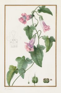 (Botanik: Maurandia semperflorens) by Pancrace Bessa