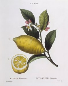 Limon (Citrus limonium), Henry Louis Duhamel du Monceau, Pancrace Bessa
