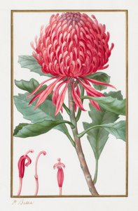 İsimsiz, 1828-1835. by Pancrace Bessa
