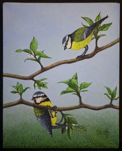 Bluetits, 2016 by Pat Scott