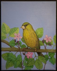 Greenfinch, 2016