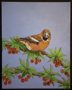 Hawfinch, 2016