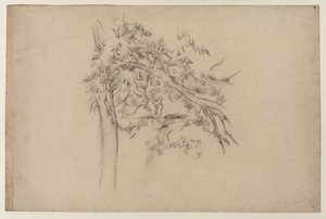 Bir Ağacın İncelenmesi, c.1885-87 (kağıt üzerinde grafit) by Paul Cézanne