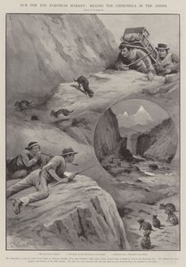 Avrupa Pazarı için Kürk, And Dağları