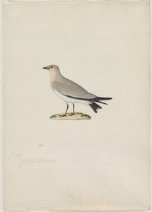 Küçük Pratincole Glareola lactea, 1800