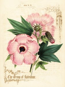 Pembe ebegümeci çiçekleri ve yaprakları. by Paul Jerrard