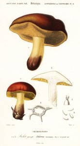 Bolet mantarı, Boletus circinans., 1849 (gravür)