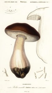 Cep, kuruş topuz, porcino veya porcini mantarı, Boletus edulis. ,1849 (gravür)