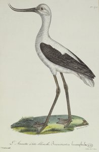 Beyaz Başlı Avocet, 19. yüzyılın başları (renkli gravür)
