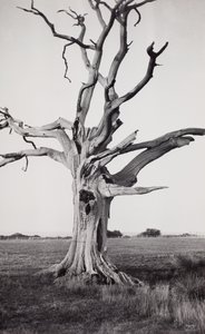  by Paul Nash