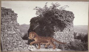 Kaplan, Kaplan, c.1938 (kolaj) by Paul Nash