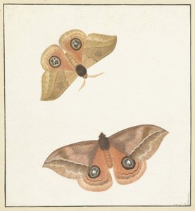 iki kelebek by Paulus Knogh