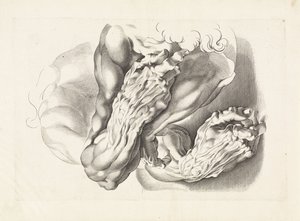 Silahların anatomik çalışmaları Peter Paul Rubens