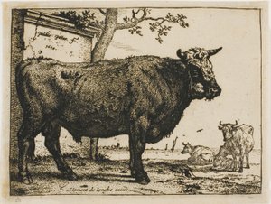 Boğa by Paulus Potter